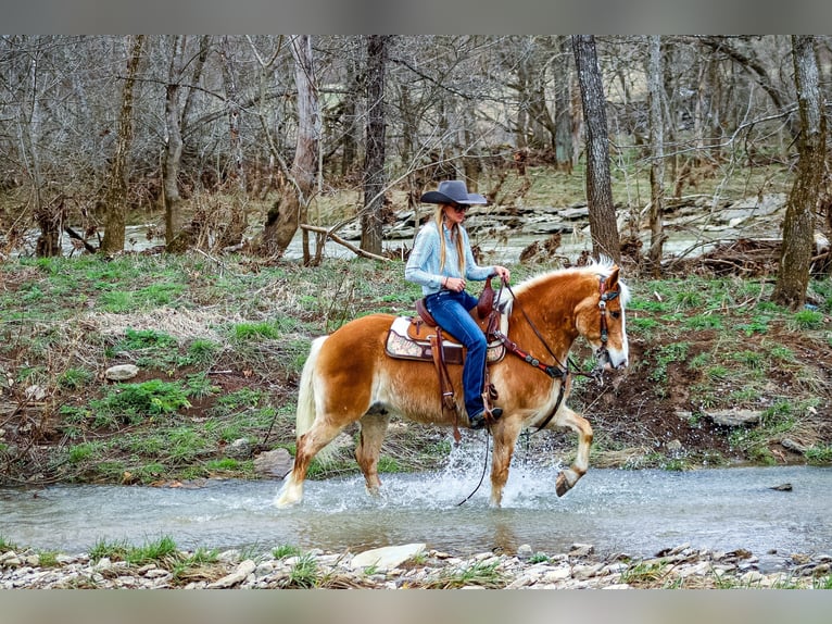 Haflinger / Avelignese Castrone 12 Anni 142 cm Sauro ciliegia in Hillsboro KY