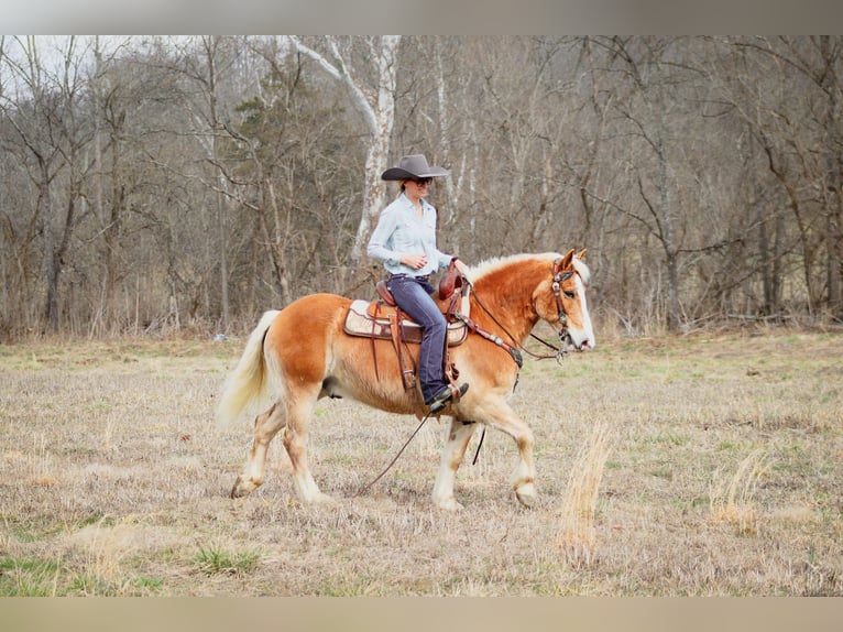 Haflinger / Avelignese Castrone 12 Anni 142 cm Sauro ciliegia in Hillsboro KY