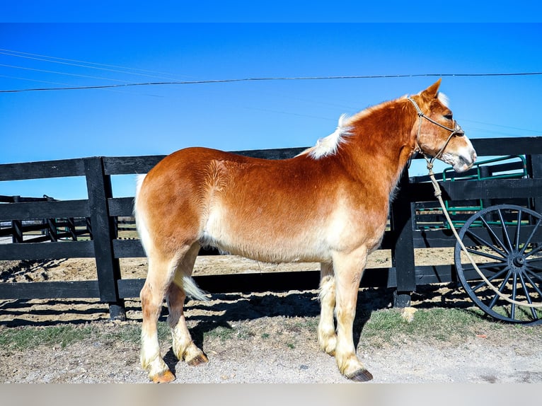 Haflinger / Avelignese Castrone 12 Anni 142 cm Sauro ciliegia in Hillsboro KY