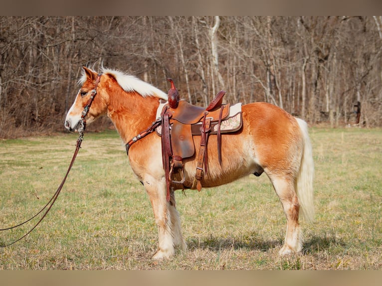 Haflinger / Avelignese Castrone 12 Anni 142 cm Sauro ciliegia in Hillsboro KY