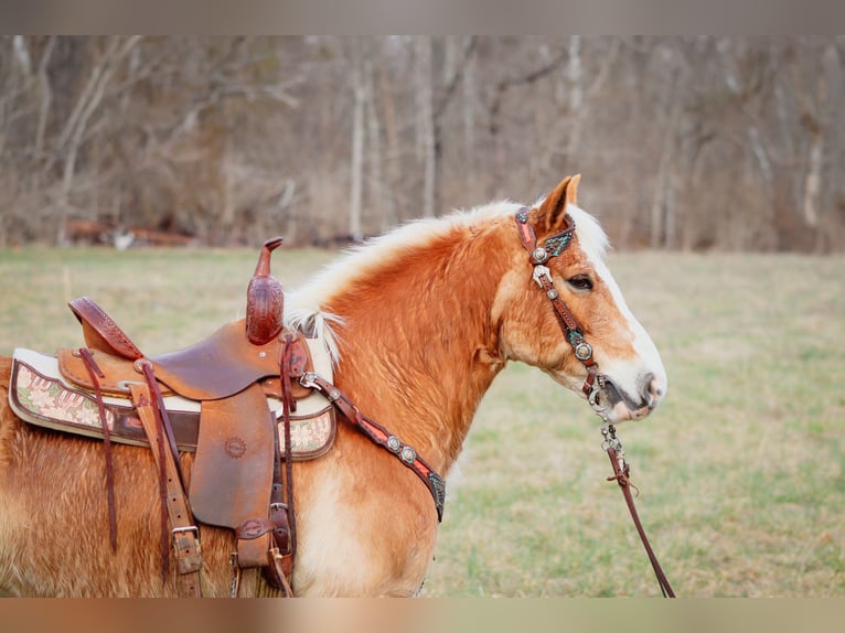 Haflinger / Avelignese Castrone 12 Anni 142 cm Sauro ciliegia in Hillsboro KY