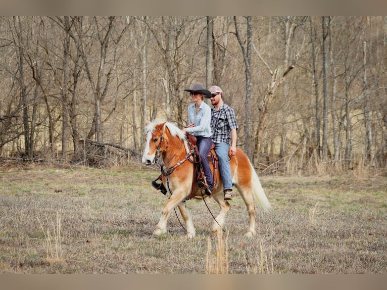 Haflinger / Avelignese Castrone 12 Anni 142 cm Sauro ciliegia in Hillsboro KY