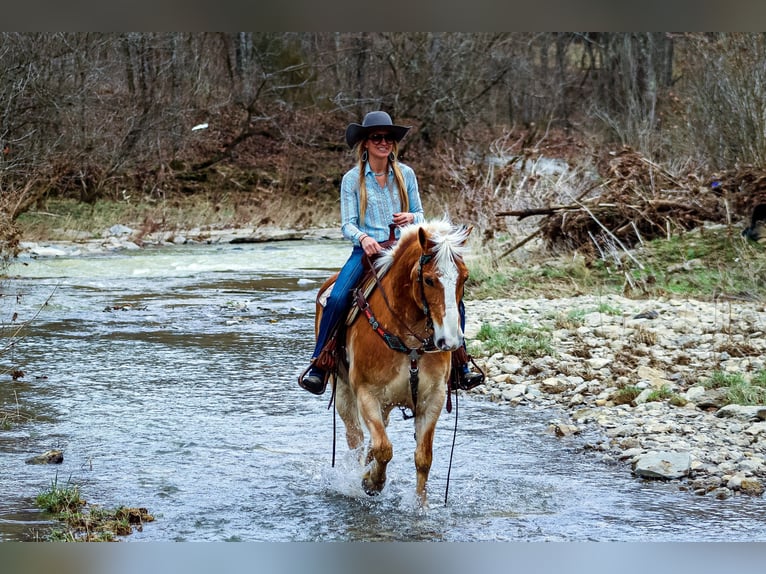 Haflinger / Avelignese Castrone 12 Anni 142 cm Sauro ciliegia in Hillsboro KY