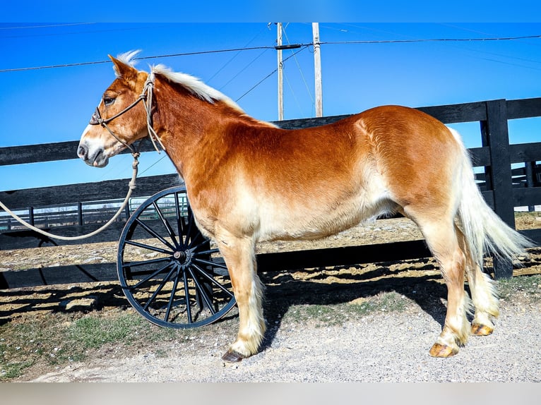 Haflinger / Avelignese Castrone 12 Anni 142 cm Sauro ciliegia in Hillsboro KY