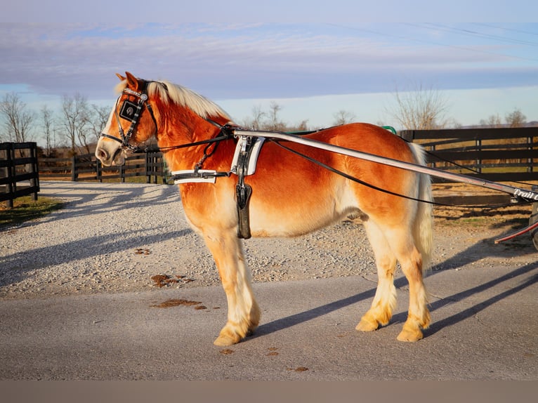 Haflinger / Avelignese Castrone 12 Anni 142 cm Sauro ciliegia in Hillsboro KY