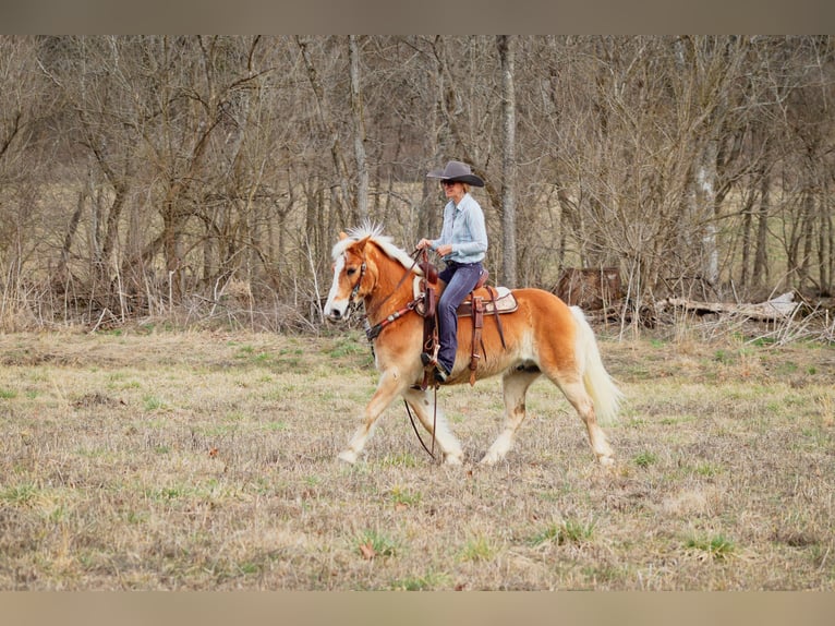 Haflinger / Avelignese Castrone 12 Anni 142 cm Sauro ciliegia in Hillsboro KY