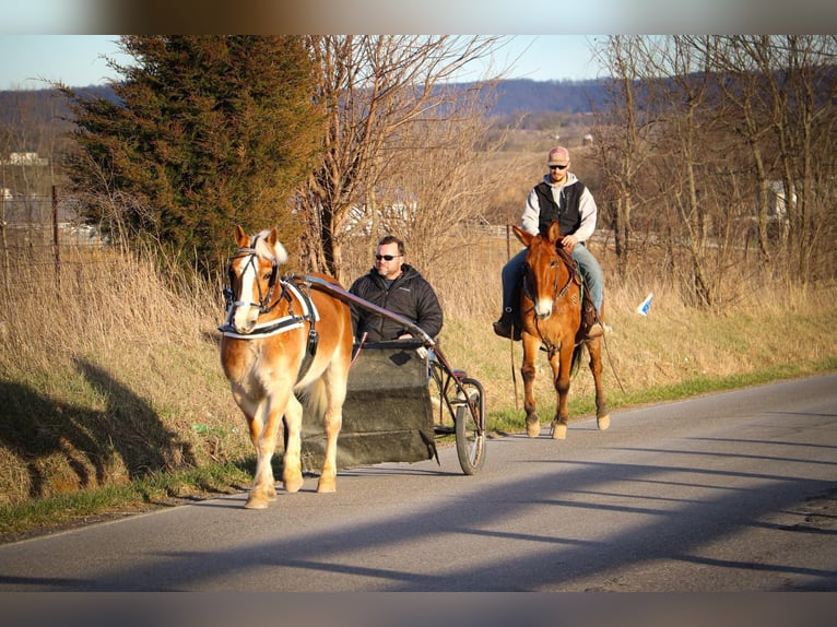 Haflinger / Avelignese Castrone 12 Anni 142 cm Sauro ciliegia in Hillsboro KY