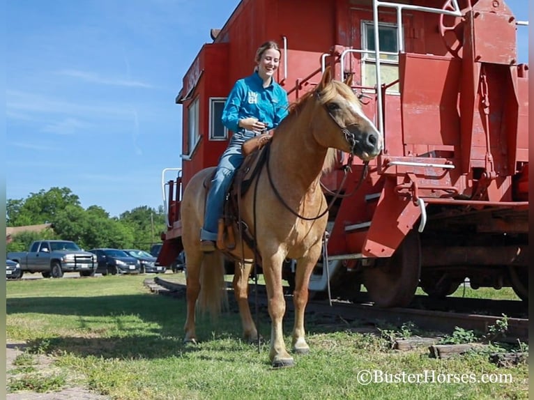 Haflinger / Avelignese Castrone 12 Anni 142 cm Sauro scuro in Weatherford TX