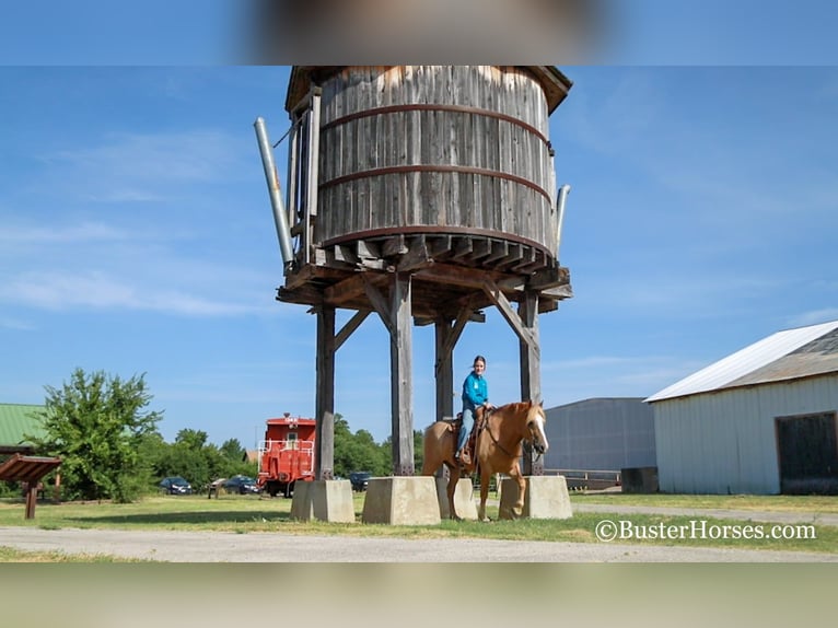 Haflinger / Avelignese Castrone 12 Anni 142 cm Sauro scuro in Weatherford TX