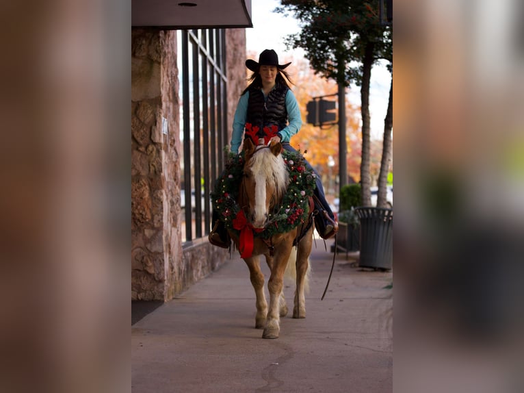 Haflinger / Avelignese Castrone 12 Anni 145 cm Sauro ciliegia in Rusk TX