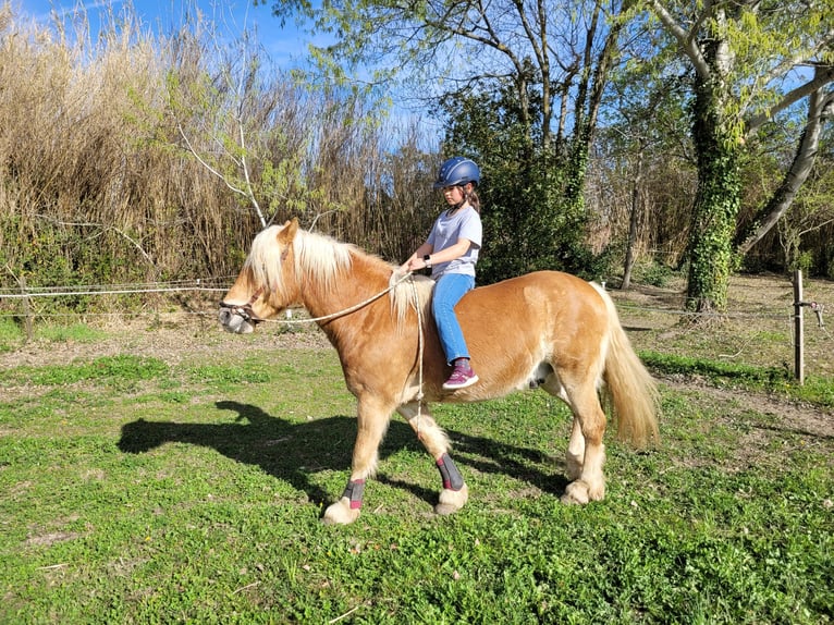 Haflinger / Avelignese Castrone 12 Anni 148 cm in Salon-de-Provence