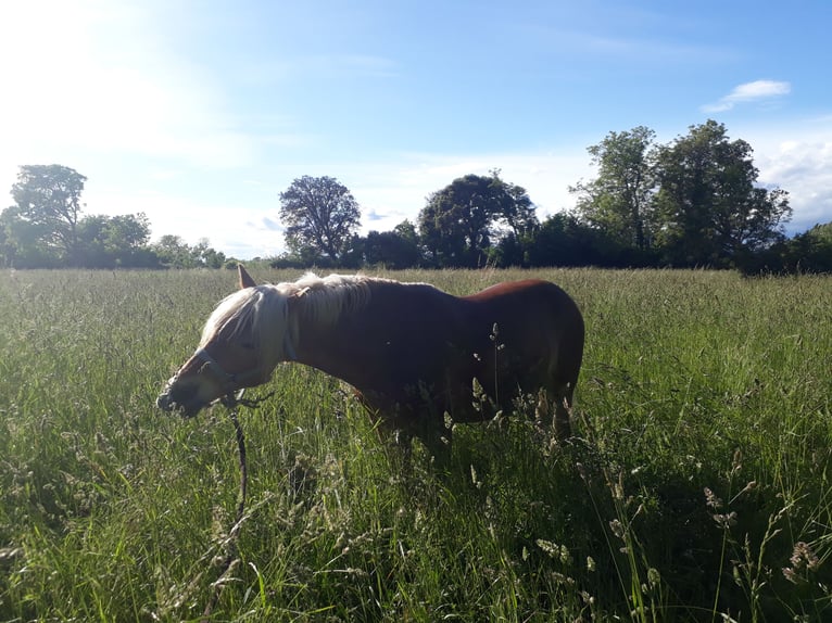 Haflinger / Avelignese Castrone 12 Anni 148 cm in Salon-de-Provence