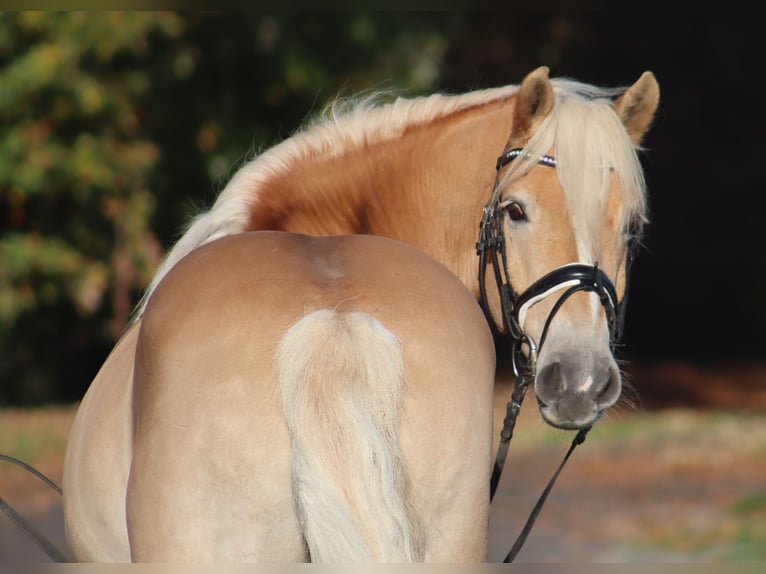 Haflinger / Avelignese Castrone 12 Anni 148 cm Falbo in Deinstedt