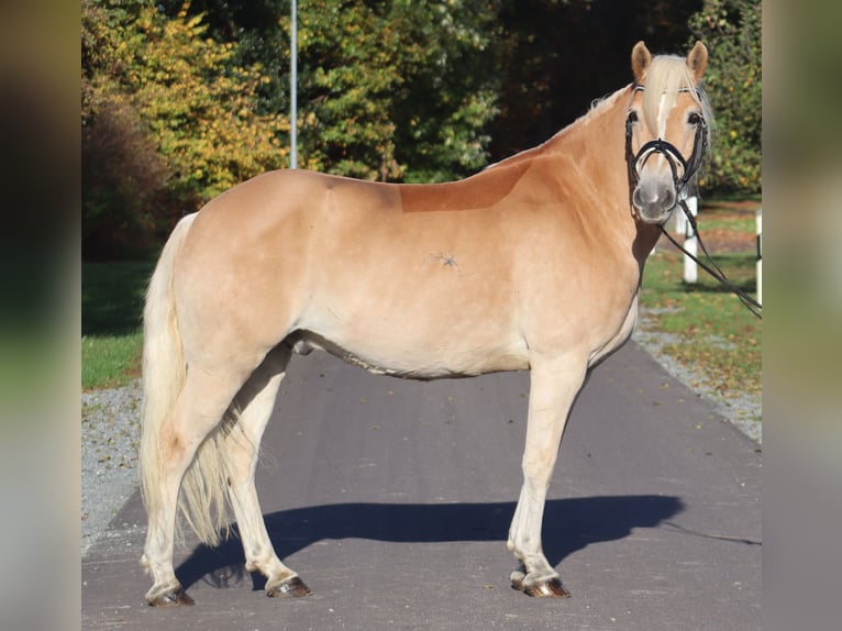 Haflinger / Avelignese Castrone 12 Anni 148 cm Falbo in Deinstedt