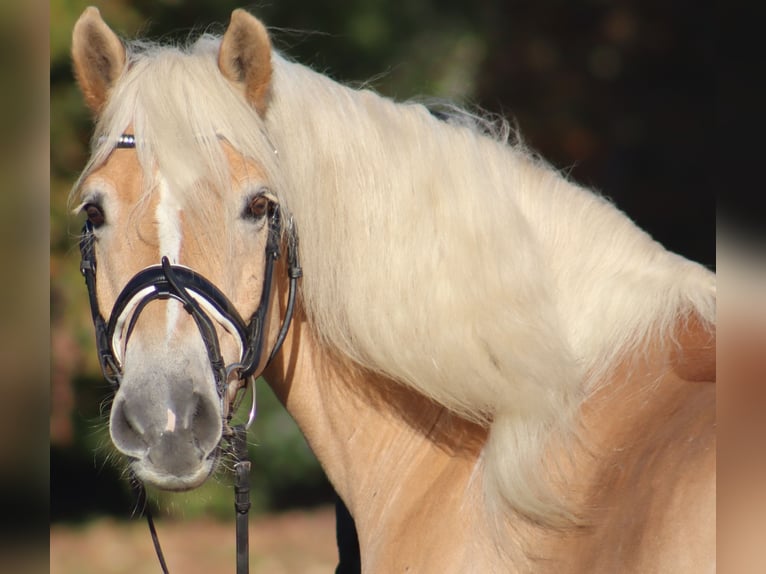 Haflinger / Avelignese Castrone 12 Anni 148 cm Falbo in Deinstedt