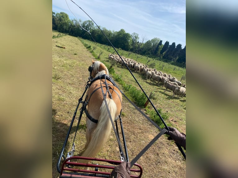 Haflinger / Avelignese Castrone 12 Anni 148 cm Sauro ciliegia in Salon-de-Provence