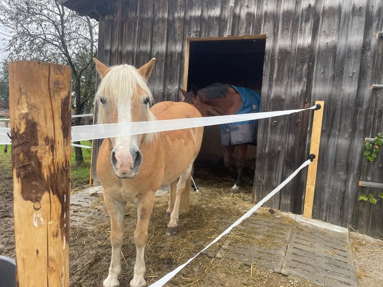 Haflinger / Avelignese Castrone 12 Anni 150 cm in Weinzierl