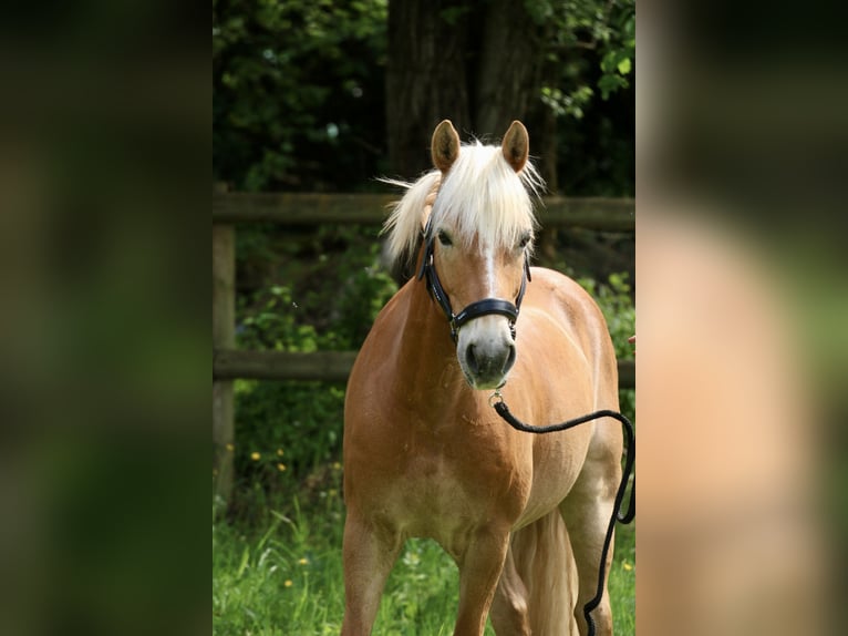 Haflinger / Avelignese Castrone 13 Anni 137 cm Sauro in München