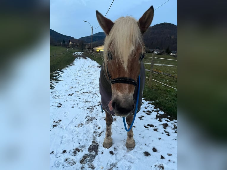 Haflinger / Avelignese Castrone 13 Anni 145 cm Baio chiaro in Graz,12.Bez.:Andritz