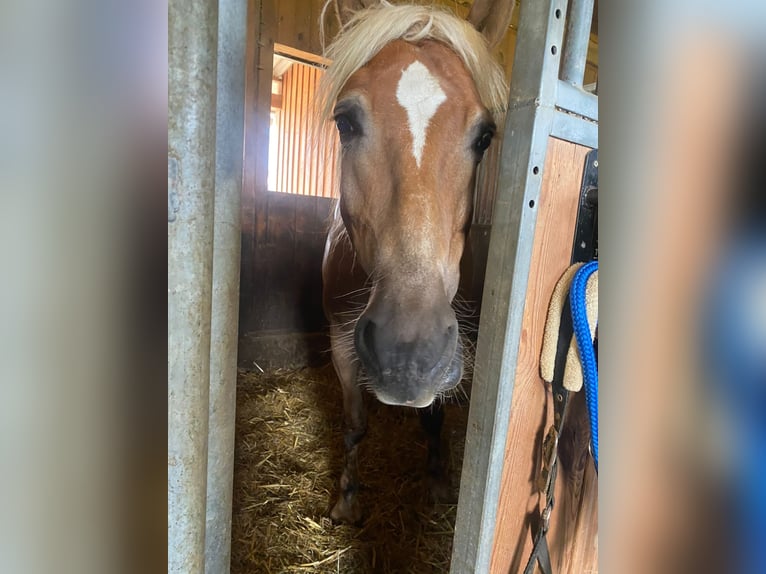 Haflinger / Avelignese Castrone 13 Anni 145 cm Baio chiaro in Graz,12.Bez.:Andritz