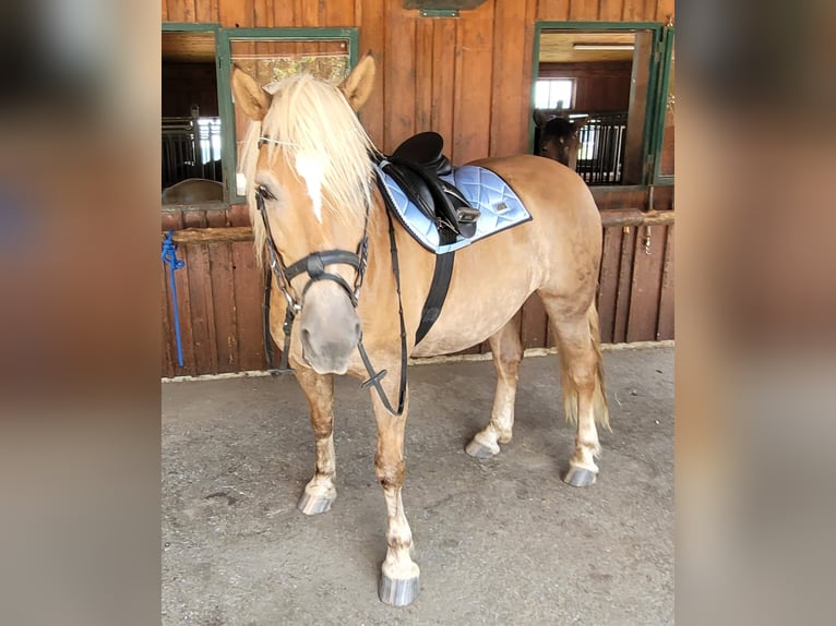 Haflinger / Avelignese Castrone 13 Anni 145 cm Baio chiaro in Graz,12.Bez.:Andritz