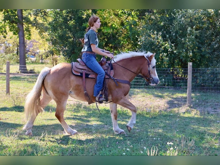 Haflinger / Avelignese Castrone 13 Anni 145 cm Sauro ciliegia in Howell MI