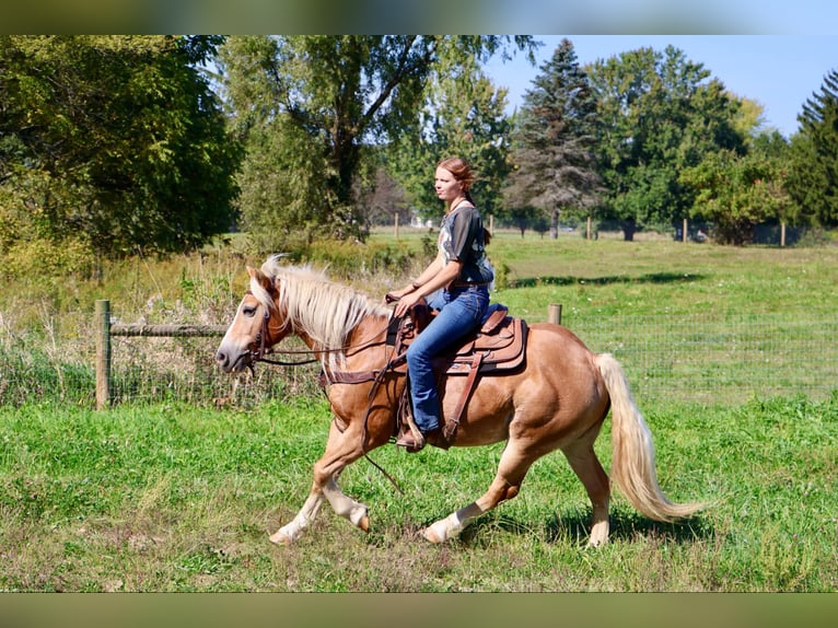 Haflinger / Avelignese Castrone 13 Anni 145 cm Sauro ciliegia in Howell MI