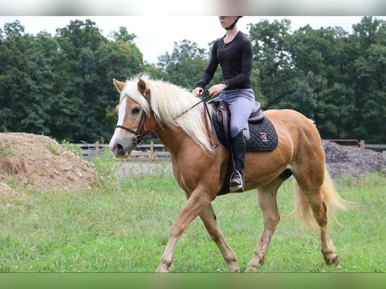 Haflinger / Avelignese Castrone 13 Anni 145 cm Sauro ciliegia in Howell MI