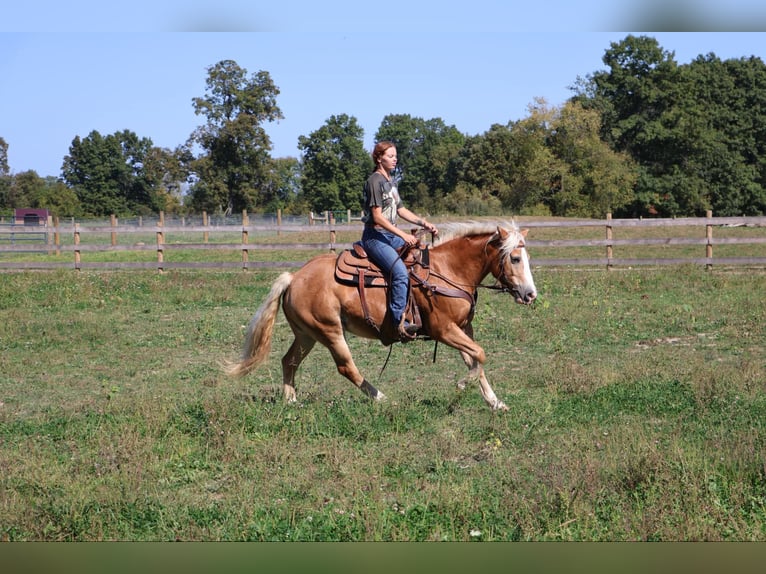 Haflinger / Avelignese Castrone 13 Anni 145 cm Sauro ciliegia in Howell MI