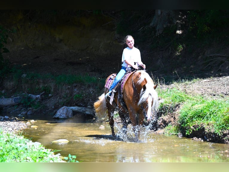 Haflinger / Avelignese Castrone 13 Anni 147 cm Sauro scuro in Wooster OH