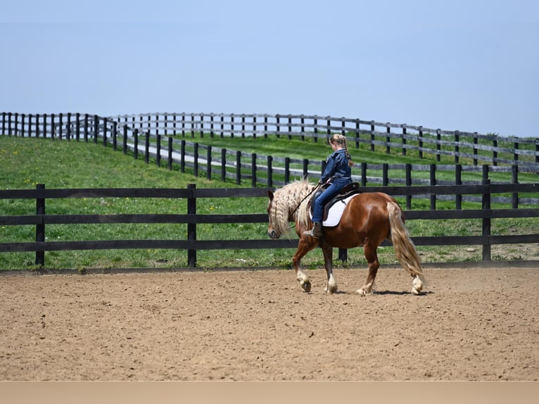 Haflinger / Avelignese Castrone 13 Anni 147 cm Sauro scuro in Wooster OH