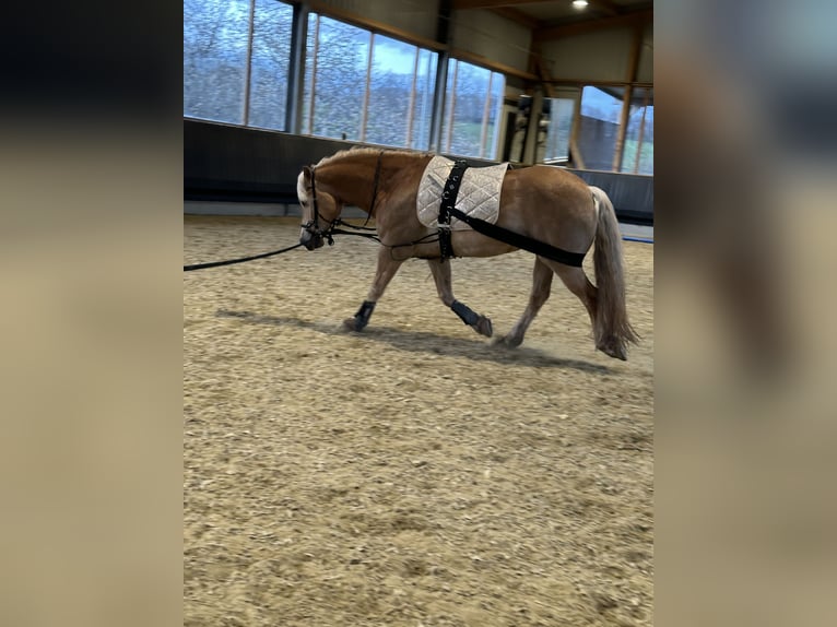 Haflinger / Avelignese Castrone 13 Anni 150 cm Baio chiaro in Berschweiler