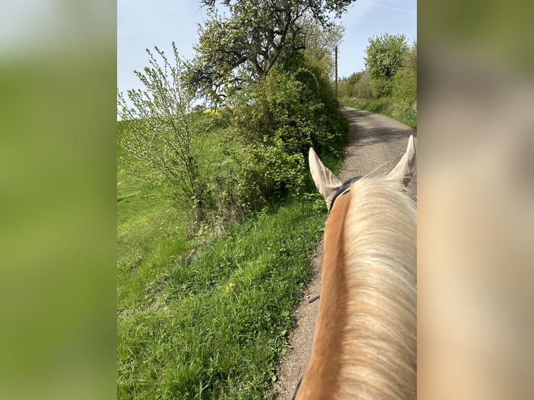 Haflinger / Avelignese Castrone 13 Anni 150 cm Baio chiaro in Berschweiler