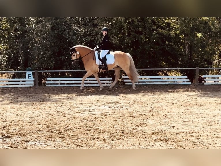 Haflinger / Avelignese Castrone 13 Anni 150 cm Baio chiaro in Berschweiler