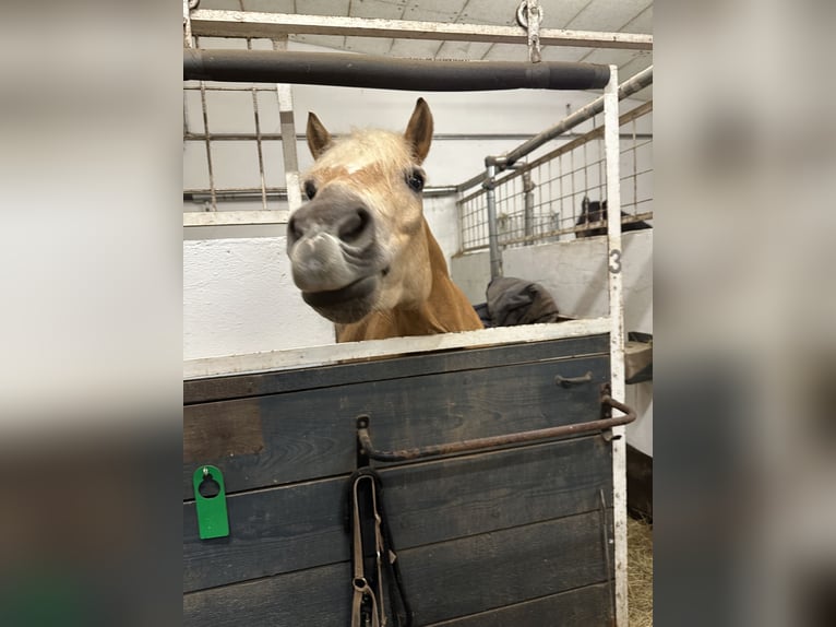 Haflinger / Avelignese Castrone 13 Anni 150 cm Baio chiaro in Berschweiler