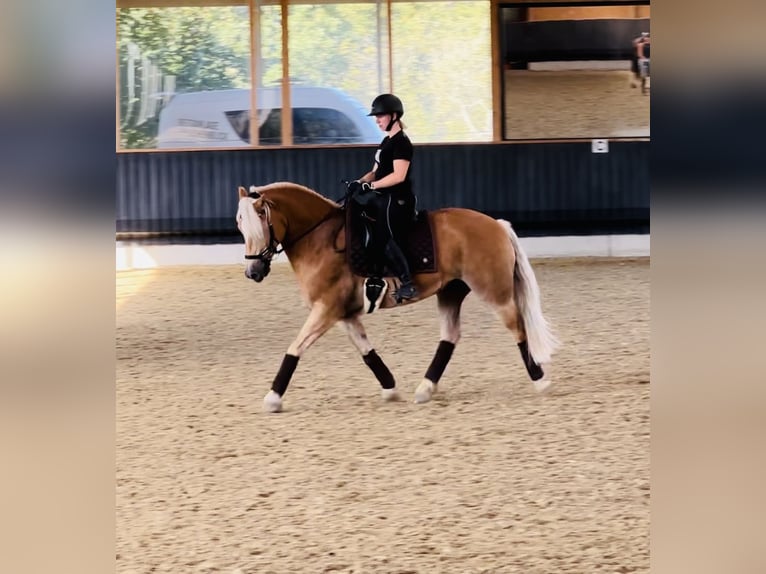 Haflinger / Avelignese Castrone 13 Anni 150 cm Baio chiaro in Berschweiler