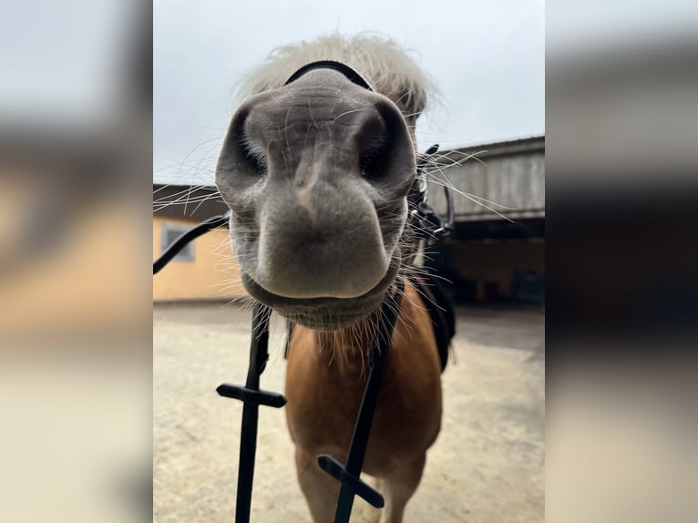 Haflinger / Avelignese Castrone 13 Anni 150 cm Baio chiaro in Berschweiler