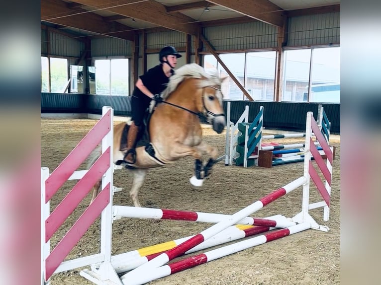 Haflinger / Avelignese Castrone 13 Anni 150 cm Baio chiaro in Berschweiler