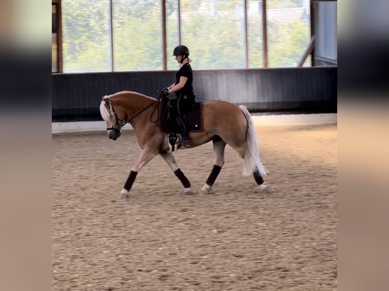 Haflinger / Avelignese Castrone 13 Anni 150 cm Baio chiaro in Berschweiler