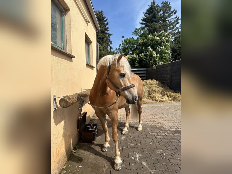 Haflinger / Avelignese Castrone 13 Anni 150 cm Baio chiaro in Berschweiler