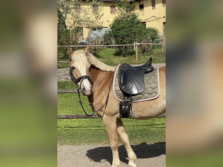 Haflinger / Avelignese Mix Castrone 13 Anni 150 cm Sauro in Graz