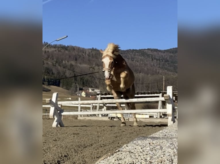 Haflinger / Avelignese Mix Castrone 13 Anni 150 cm Sauro in Graz