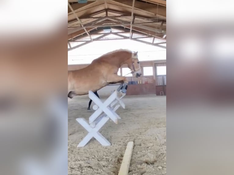 Haflinger / Avelignese Mix Castrone 13 Anni 150 cm Sauro in Graz