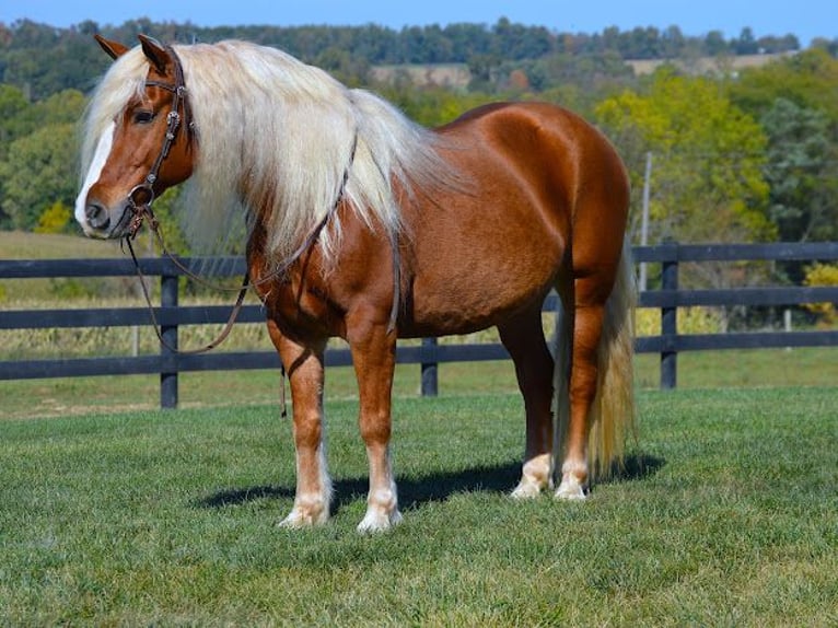 Haflinger / Avelignese Castrone 13 Anni 150 cm Sauro ciliegia in Fredericksburg, OH