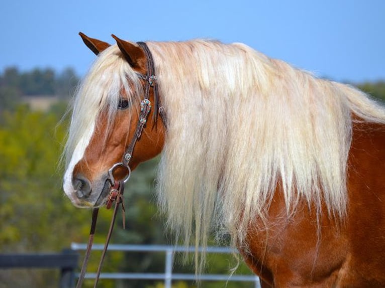 Haflinger / Avelignese Castrone 13 Anni 150 cm Sauro ciliegia in Fredericksburg, OH