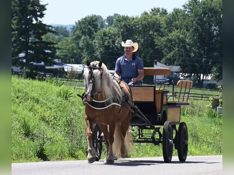 Haflinger / Avelignese Castrone 13 Anni 150 cm Sauro ciliegia in Fredericksburg, OH