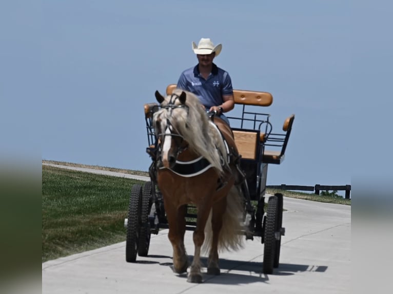 Haflinger / Avelignese Castrone 13 Anni 150 cm Sauro ciliegia in Fredericksburg, OH