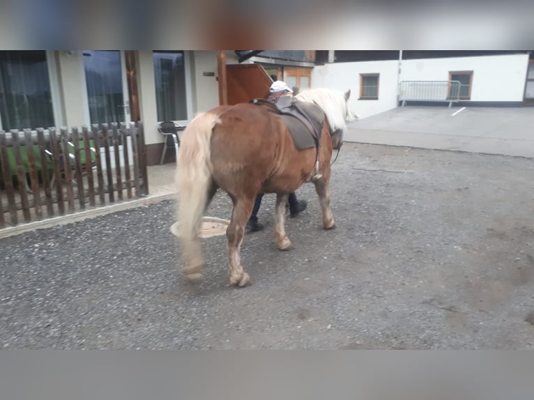 Haflinger / Avelignese Castrone 13 Anni 152 cm Sauro scuro in Obertilliach