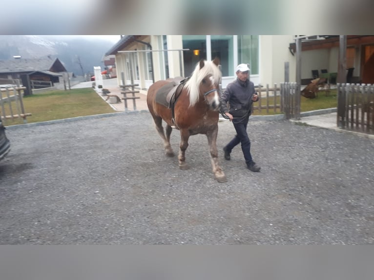 Haflinger / Avelignese Castrone 13 Anni 152 cm Sauro scuro in Obertilliach