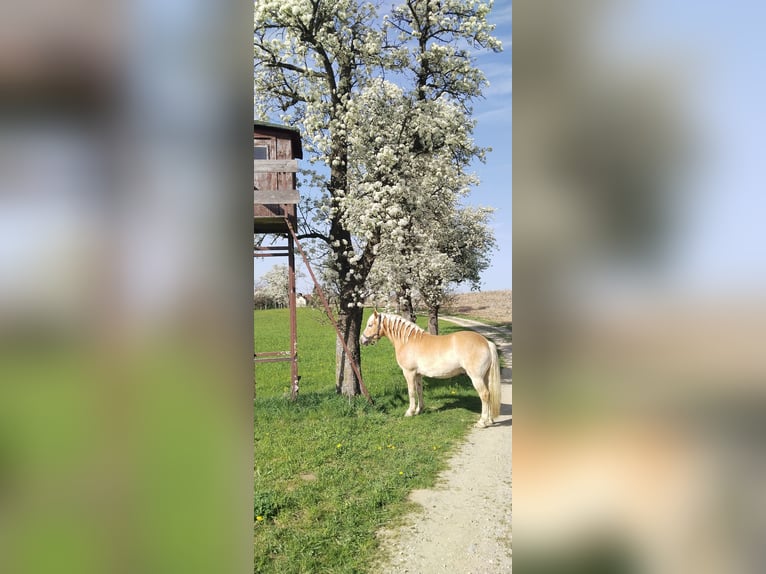 Haflinger / Avelignese Castrone 13 Anni Falbo in Gschwandt